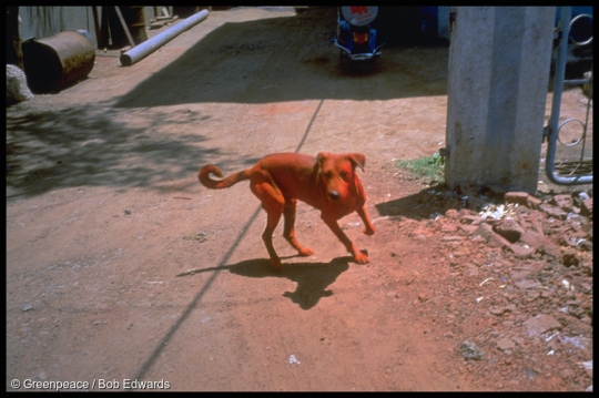 Dog, red from dye waste, Ankleshwar, Guajarat, India