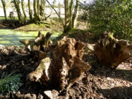 Wood stumpery-4